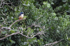 Alcedo semitorquata