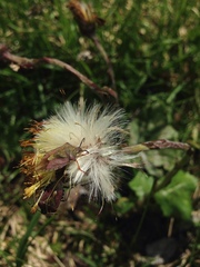 Carpocoris melanocerus