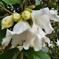 Beaumontia murtonii