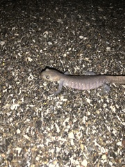 Ambystoma jeffersonianum
