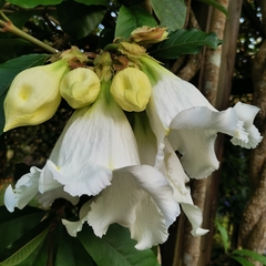 Beaumontia murtonii
