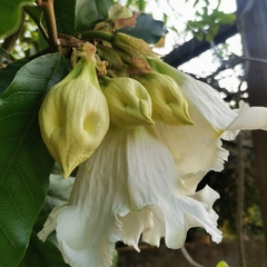Beaumontia murtonii