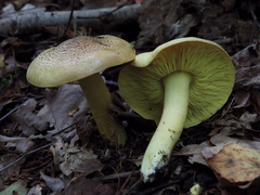 Tricholoma frondosae