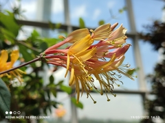 Lonicera heckrottii