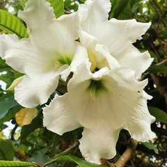 Beaumontia murtonii