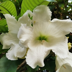 Beaumontia murtonii