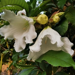Beaumontia murtonii