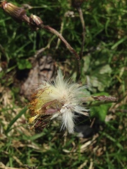 Carpocoris melanocerus