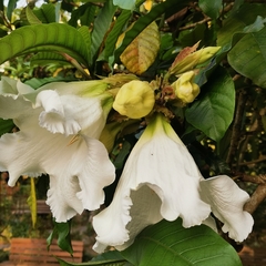 Beaumontia murtonii