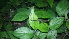 Pseudosermyle phalangiphora