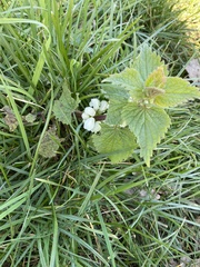 Lamium album