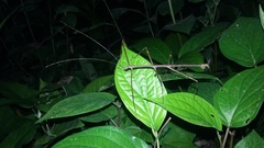 Pseudosermyle phalangiphora