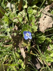 Veronica persica
