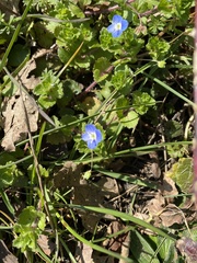 Veronica persica