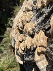 Trametes versicolor