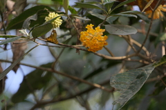 Edgeworthia gardneri