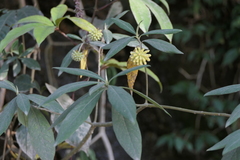 Edgeworthia gardneri