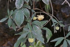 Edgeworthia gardneri