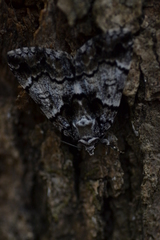 Allotria