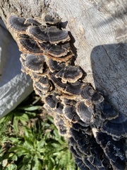Trametes versicolor
