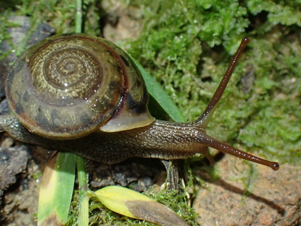 Clarence River Keeled Snail