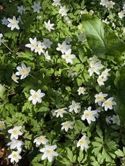 Anemonoides nemorosa
