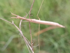 Thespinae