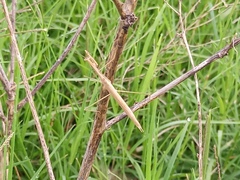 Thespinae
