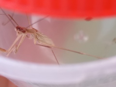 Thespinae