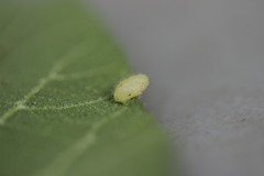 Contarinia cucumata