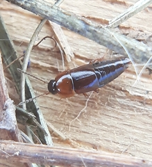 Tachinus corticinus