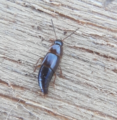 Tachinus corticinus