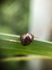 Megacopta punctatissima