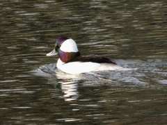 Bucephala albeola