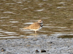 Charadrius vociferus