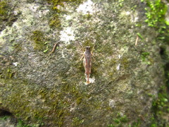 Hebarditettix armatus