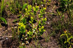 Eugenia albanensis