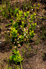 Eugenia albanensis
