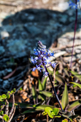 Merwilla plumbea