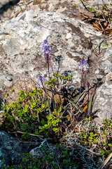 Merwilla plumbea