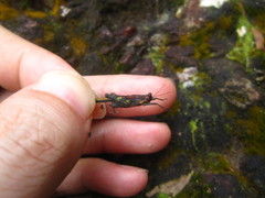 Scelimena guangxiensis