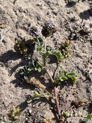 Astragalus didymocarpus