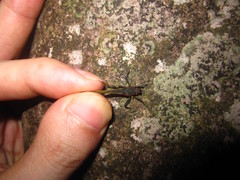 Scelimena guangxiensis