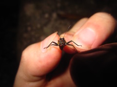 Scelimena guangxiensis