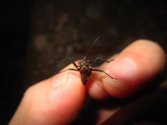 Scelimena guangxiensis