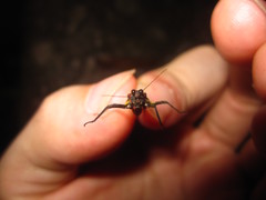 Scelimena guangxiensis