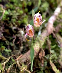Masdevallia amanda