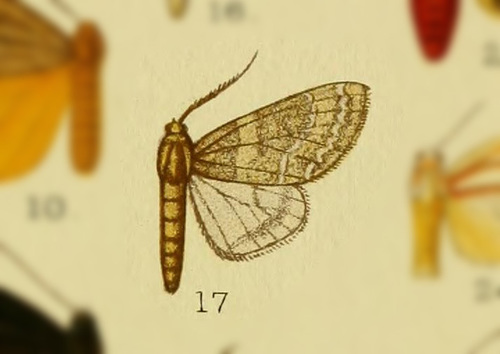 Hypocrisias lisoma