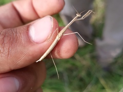 Thespinae