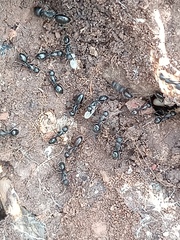 Camponotus